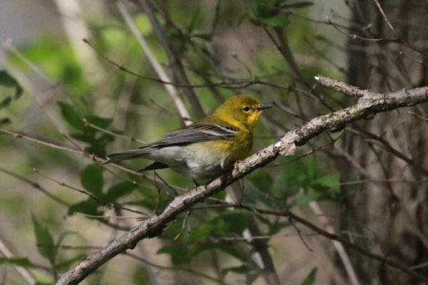 Pine Warbler