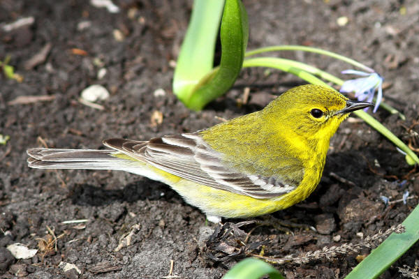 Pine Warbler