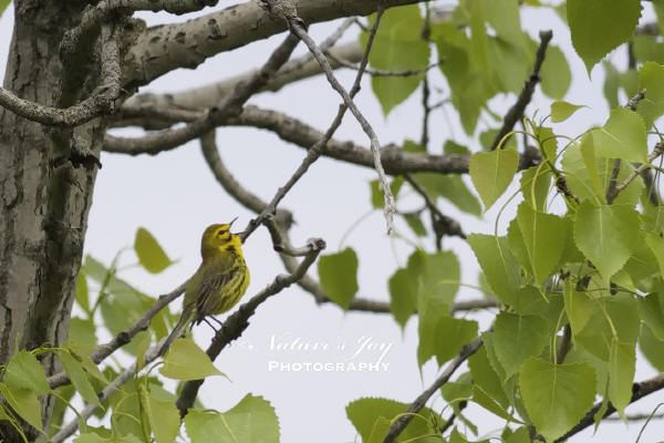 Prairie Warbler