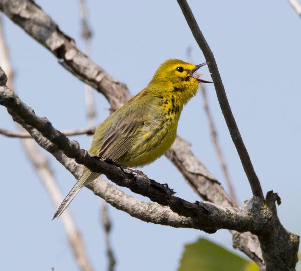 Prairie Warbler