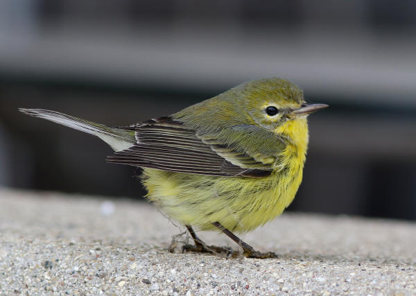 Prairie Warbler