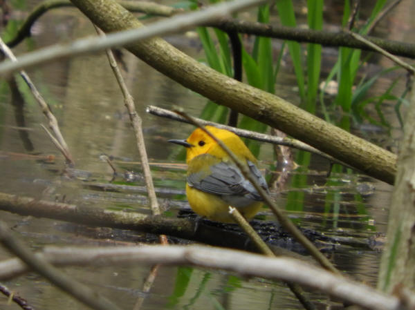 Prothonotary Warbler