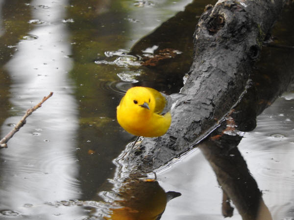Prothonotary Warbler