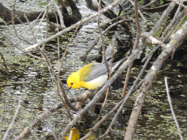 Prothonotary Warbler