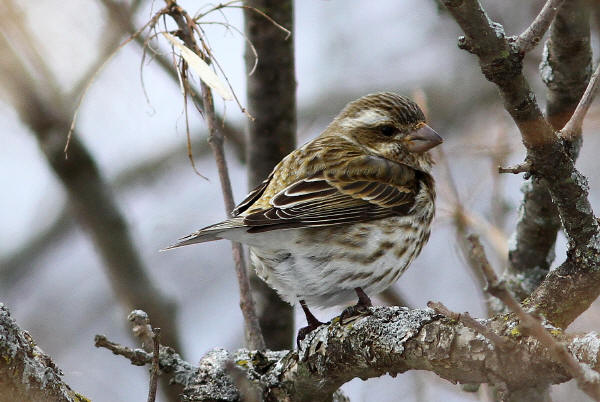 Purple Finch