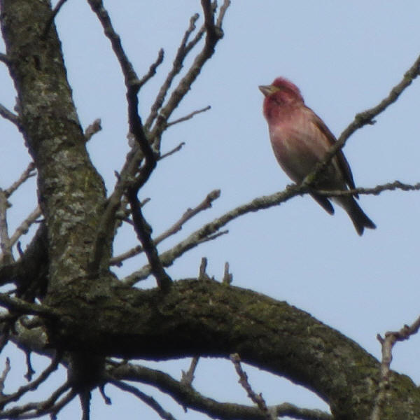 Purple Finch