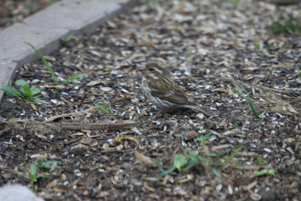 Purple Finch