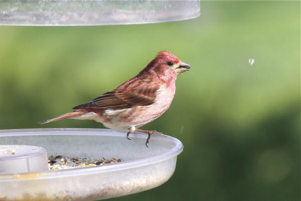 Purple Finch