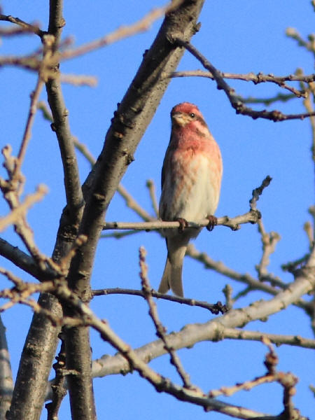 Male Purple Finch