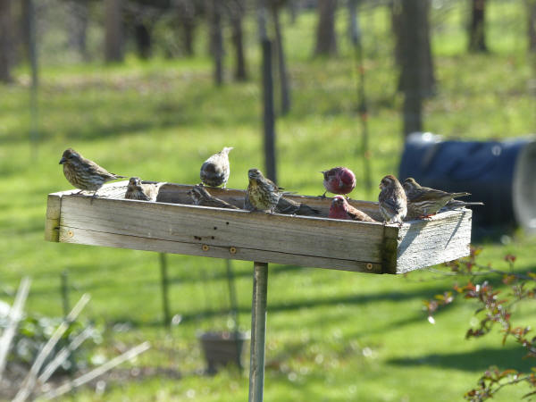 Purple Finches