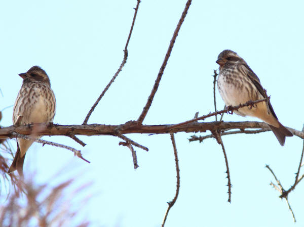 Purple Finches