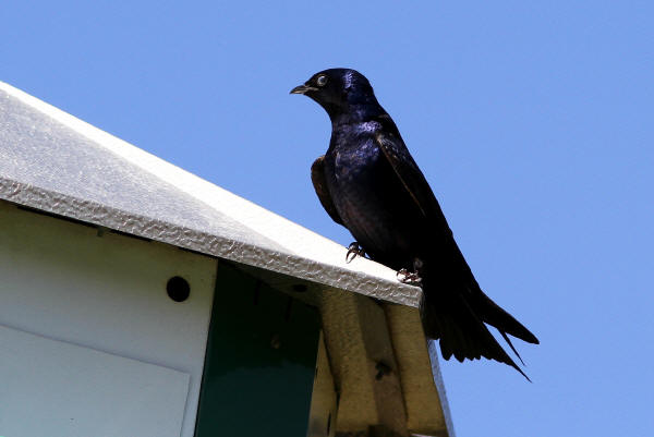 Purple Martin
