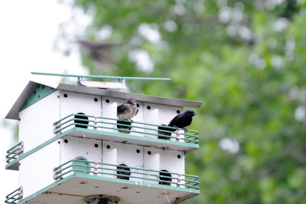 Purple Martins