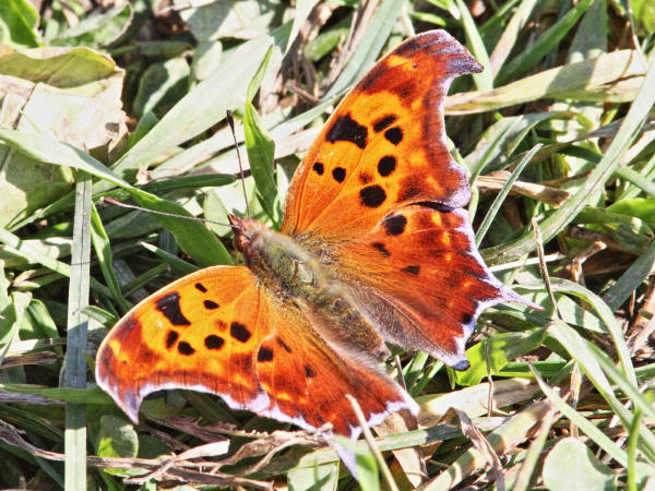 Question Mark Butterfly