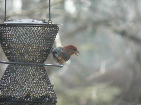 Red Crossbill
