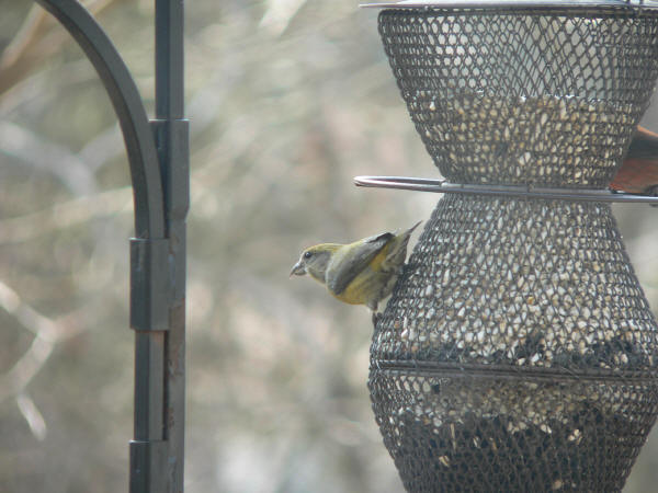 Red Crossbill