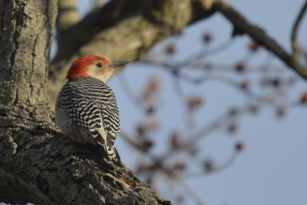 Red-bellied Woodpecker