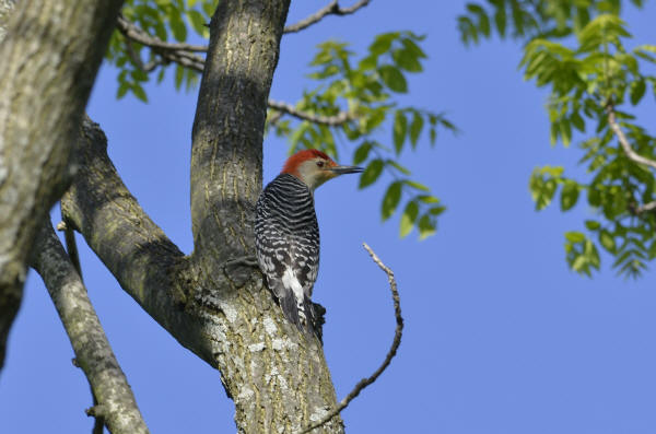 Red-bellied Woodpecker