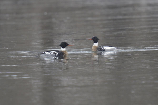 Red-breasted Mergansers