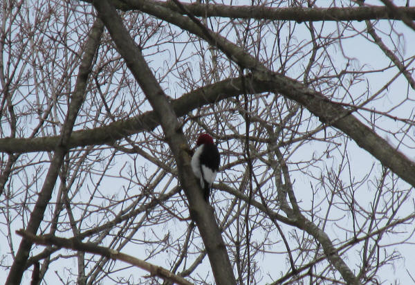 Red-headed Woodpecker