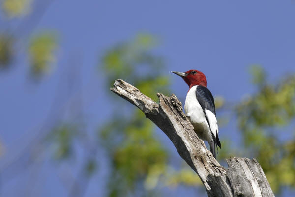 Red-headed Woodpecker
