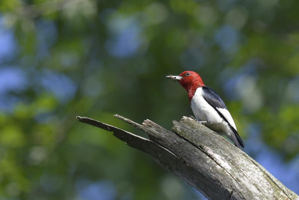 Red-headed Woodpecker