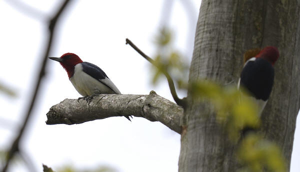 Red-headed Woodpeckers