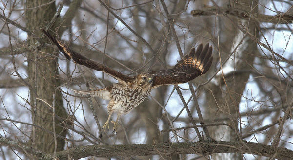 Red-shouldered Hawk