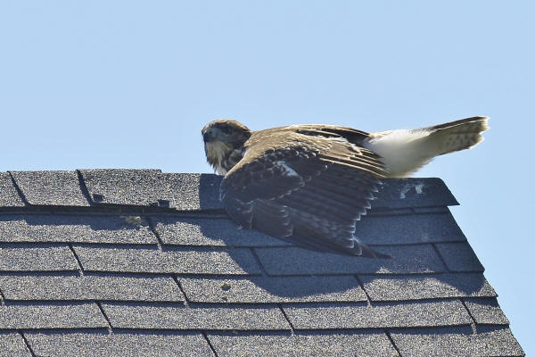 Red-tailed Hawk