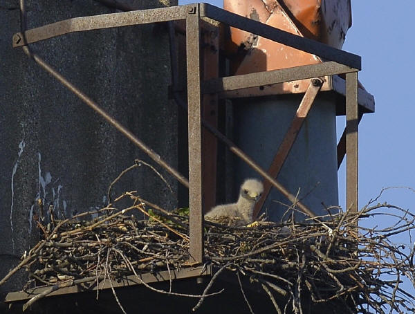 Red-tailed Hawk chick