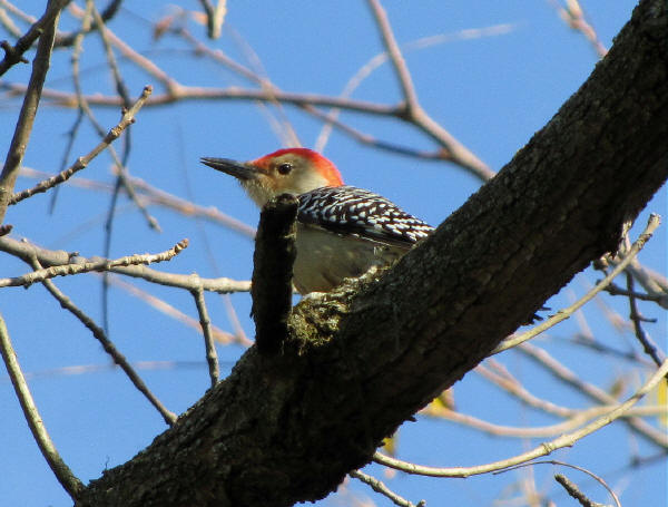 Red-bellied Woodpecker
