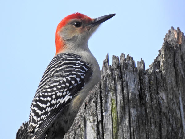 Red-bellied Woodpecker