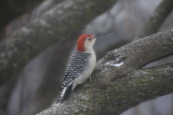 Red-bellied Woodpecker