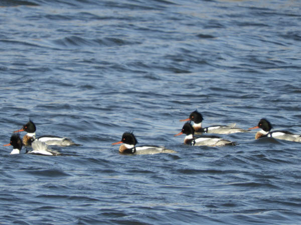 Red-breasted Mergansers