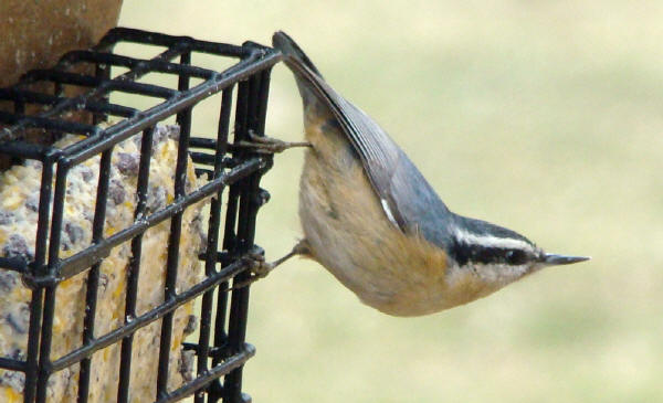 Red-breasted Nuthatch