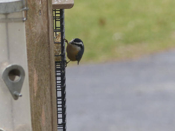 Red-breasted Nuthatch