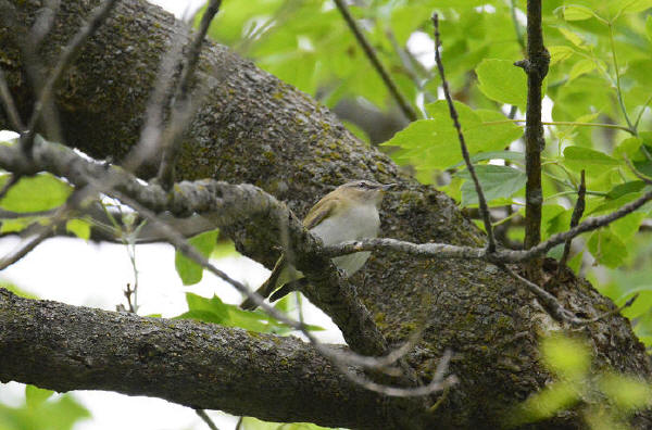 Red-eyed Vireo