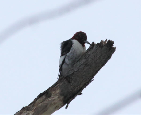 Red-headed Woodpecker