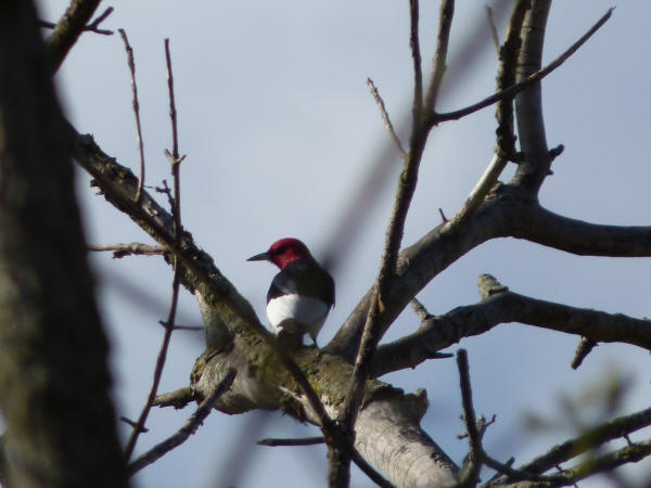 Red-headed Woodpecker