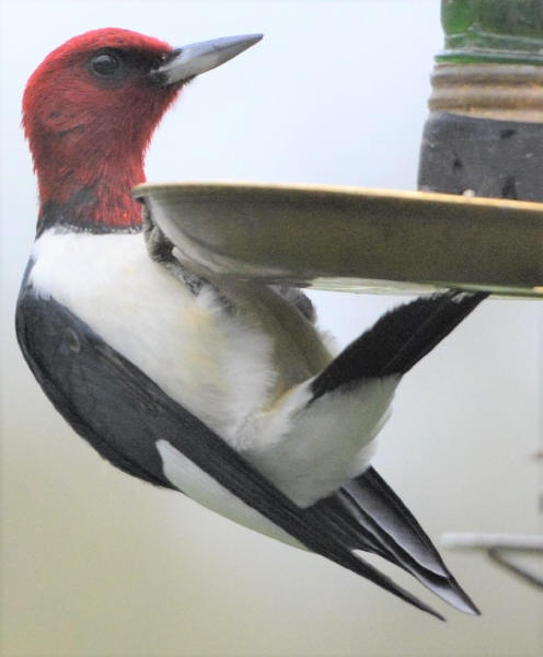 Red-headed Woodpecker