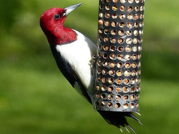 Red-headed Woodpecker