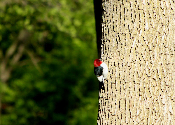 Red-headed Woodpecker