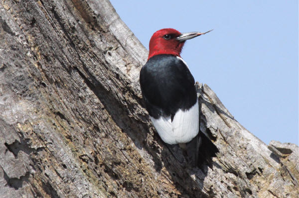 Red-headed Woodpecker