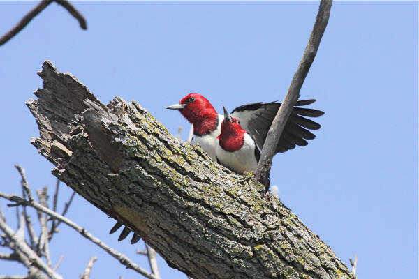 Red-headed Woodpeckers