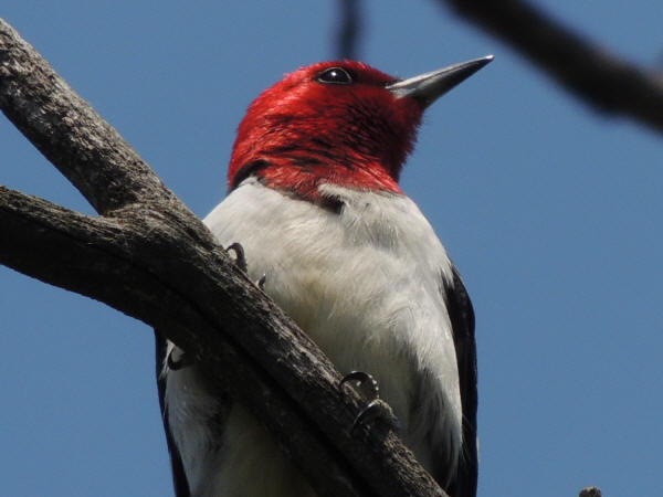Red-headed Woodpecker