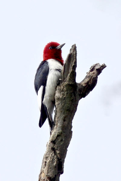 Red-headed Woodpecker