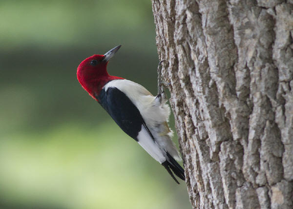 Red-headed Woodpecker
