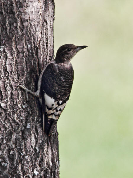 Immature Red-headed Woodpecker