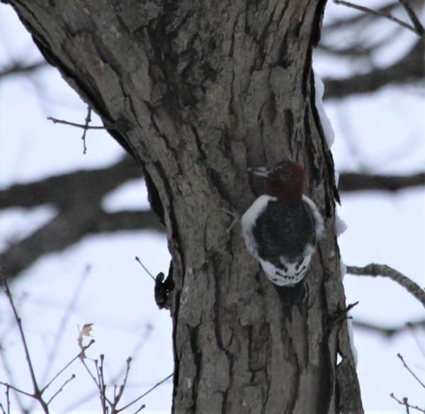 Red-headed Woodpecker
