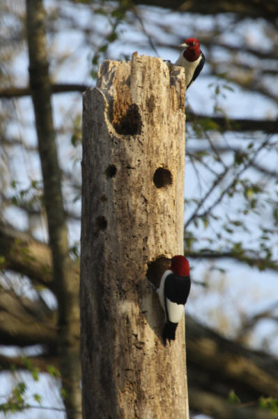 Red-headed Woodpeckers